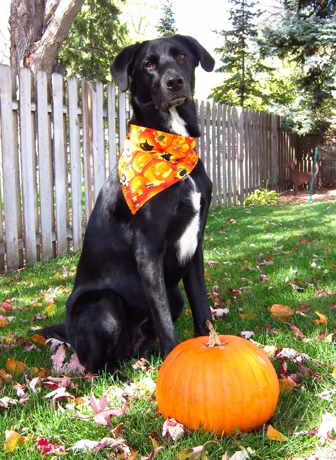 Black Dog Syndrome Wagging Tails Pet Resort