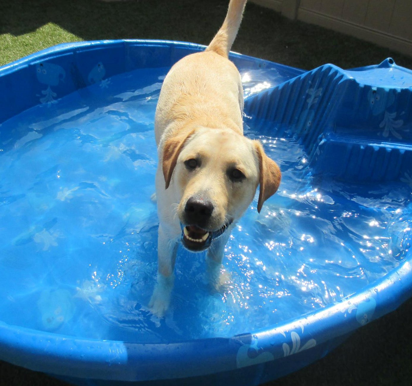 dog7 | Wagging Tails Pet Resort